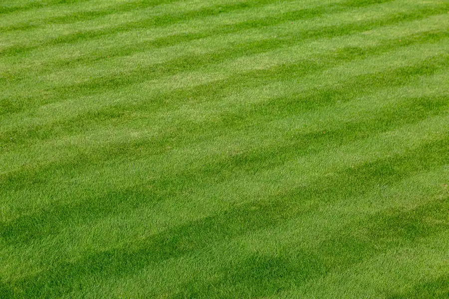 Seasonal Lawn Care Tips For A Healthy, Vibrant Yard Bloomfield, NJ