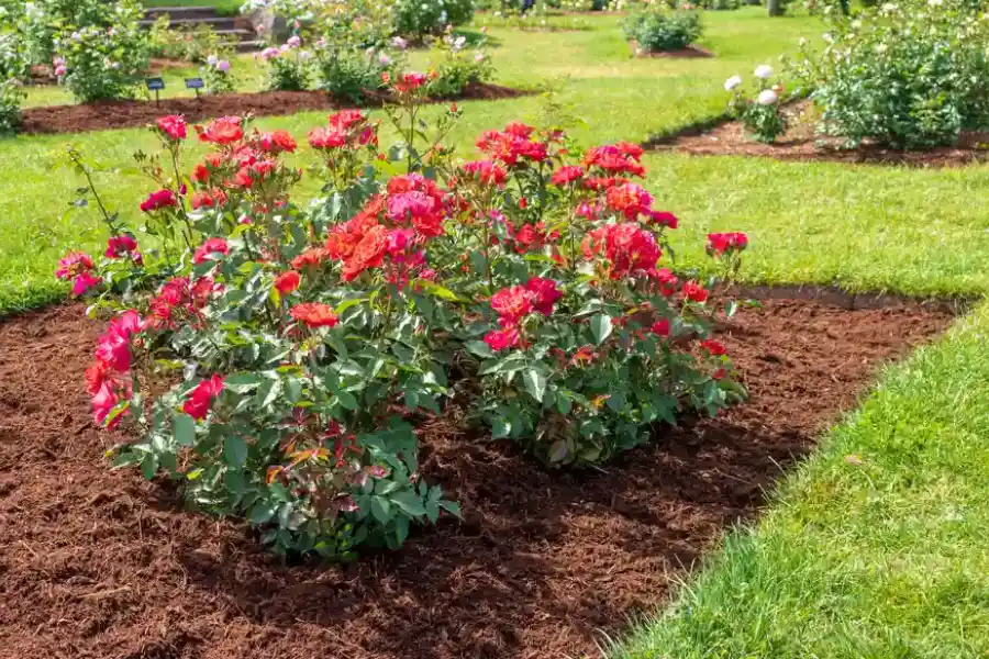 Seasonal Mulching Practices For Year-round Plant Health in Bloomfield, NJ