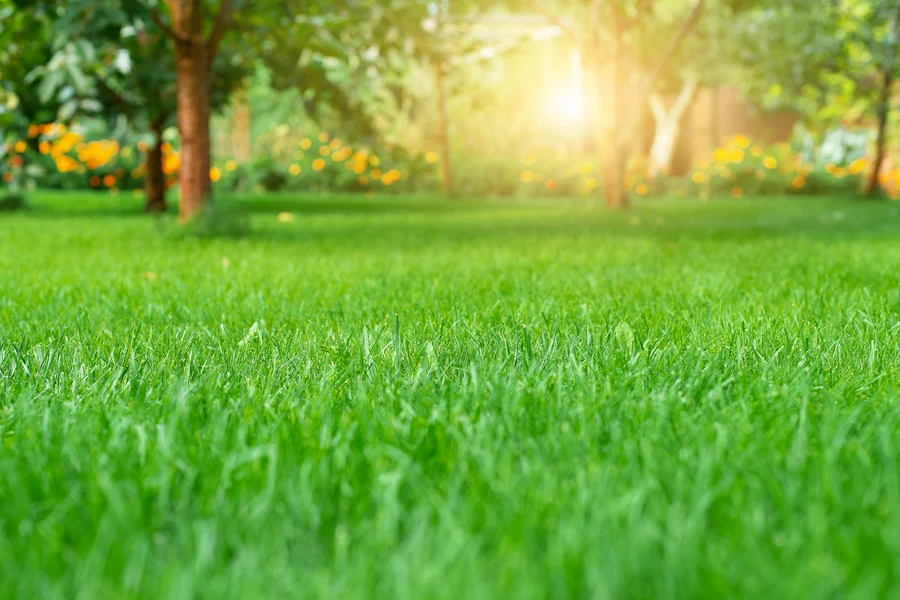 Top Lawn Care Trends Shaping The Landscaping Industry Bloomfield, NJ