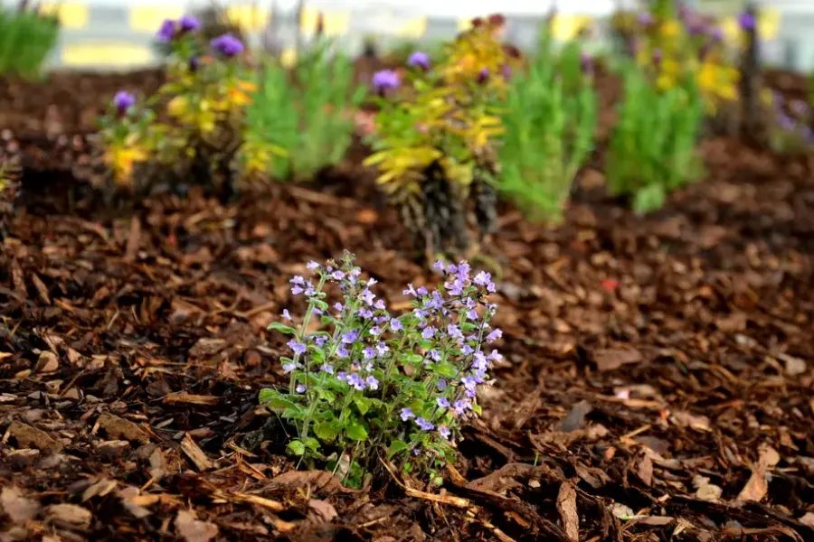 Understanding The Different Types Of Mulch And Their Uses Bloomfield, NJ