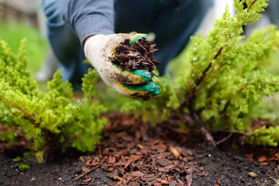 Understanding The Different Types Of Mulch And Their Uses in Bloomfield, NJ